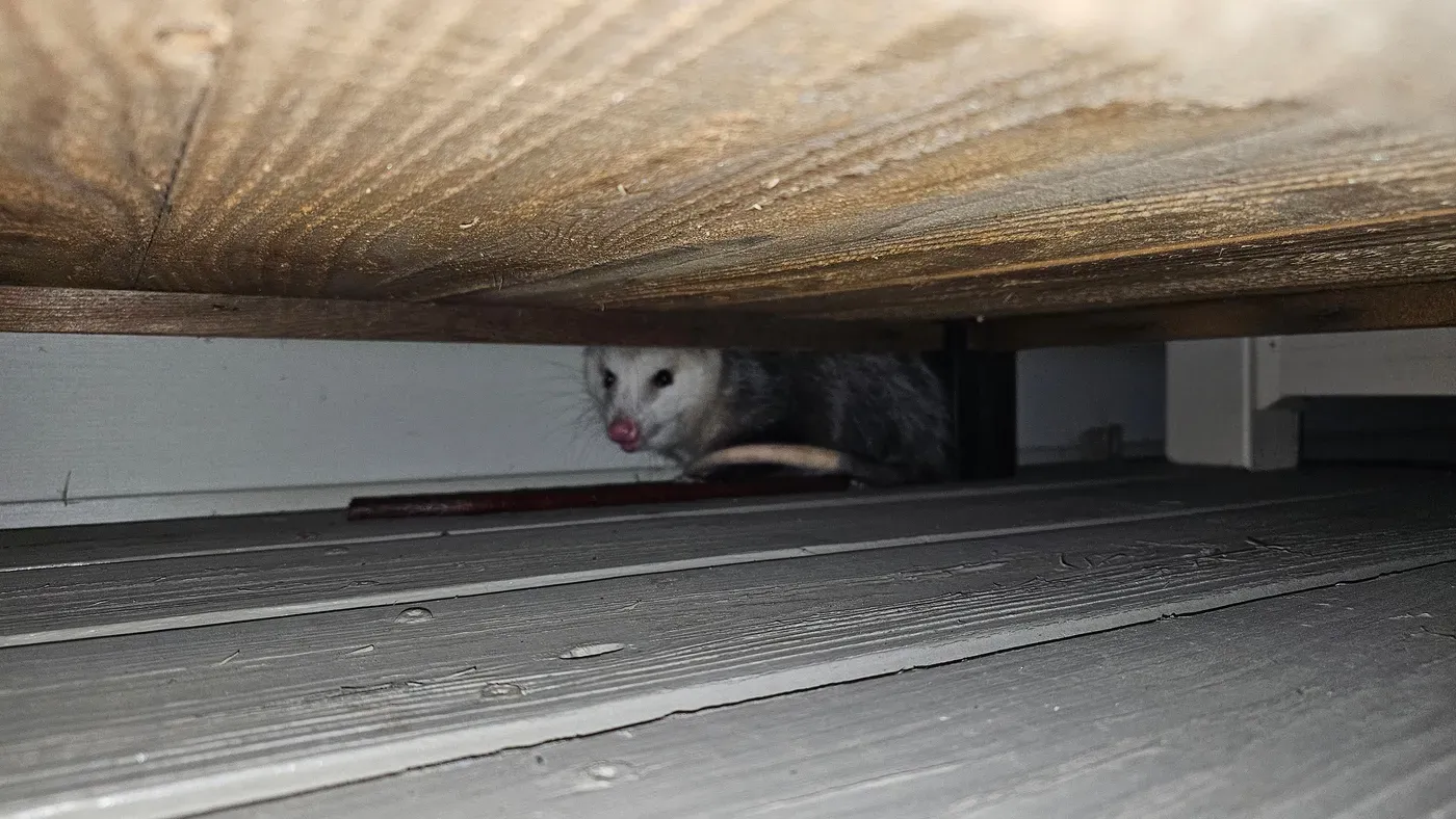 A young possum sitting under a raised wooden planter box on a back deck at night
